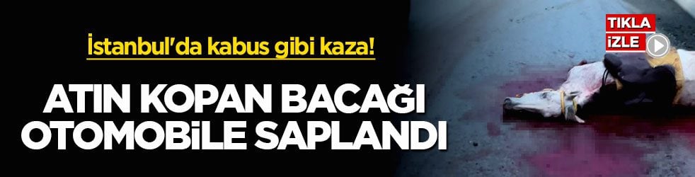İstanbul'da kabus gibi kaza! Atın kopan bacağı otomobile saplandı