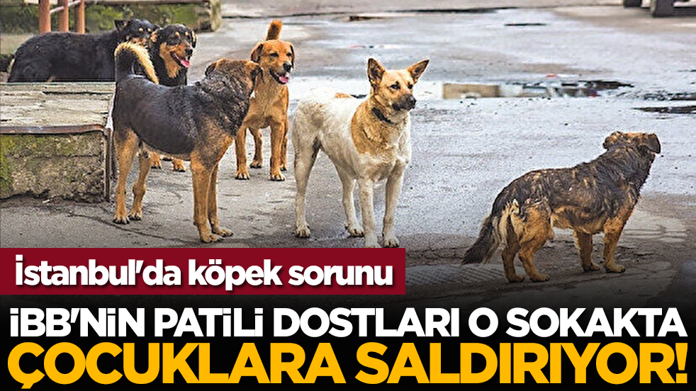 İstanbul'da köpek sorunu: İBB'nin patili dostları o sokakta çocuklara saldırıyor!