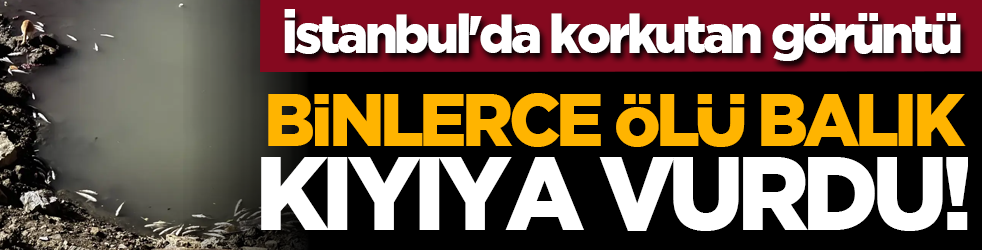 İstanbul'da korkutan görüntü: Binlerce ölü balık kıyıya vurdu!
