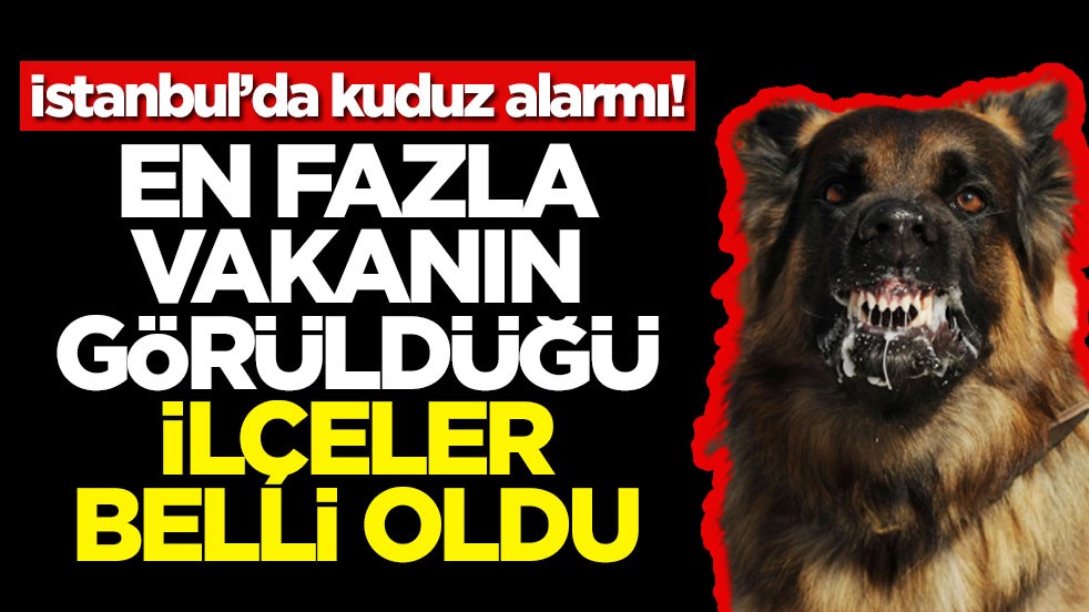 İstanbul’da kuduz alarmı! En fazla vakanın görüldüğü ilçeler belli oldu