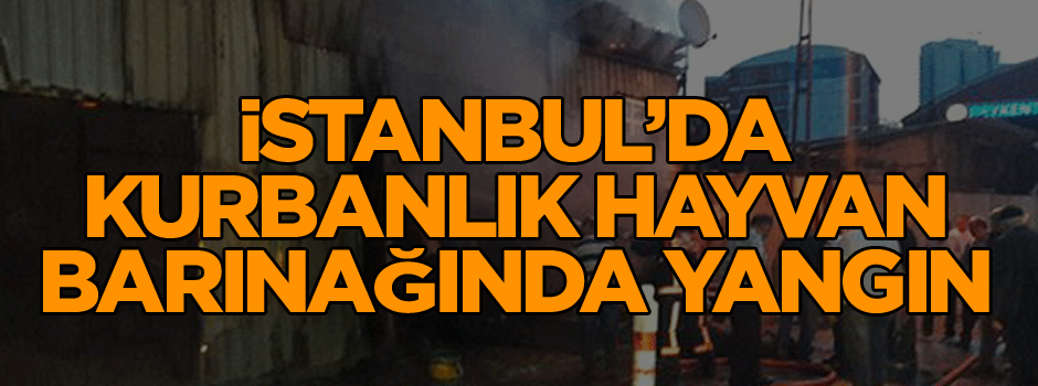 İstanbul’da kurbanlık hayvan barınağında yangın