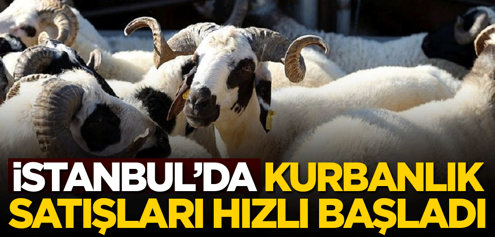 İstanbul'da kurbanlık satışları hızlı başladı