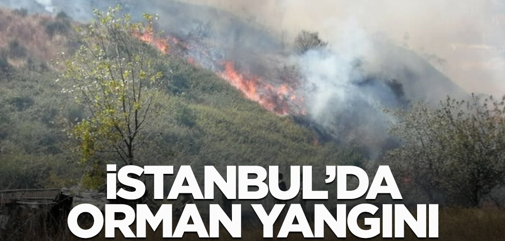 İstanbul'da orman yangını! Yerleşim yerlerine yakın bölgede