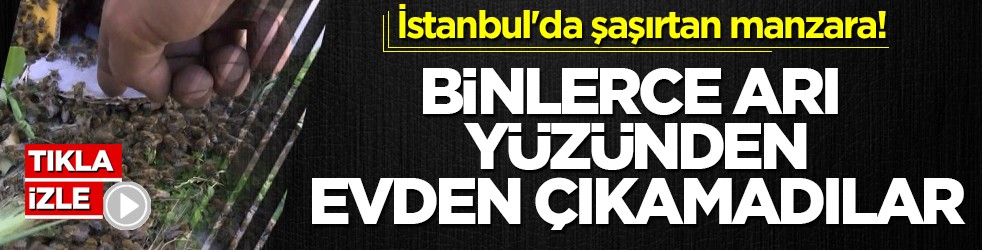 İstanbul'da şaşırtan manzara! Binlerce arı yüzünden evden çıkamadılar