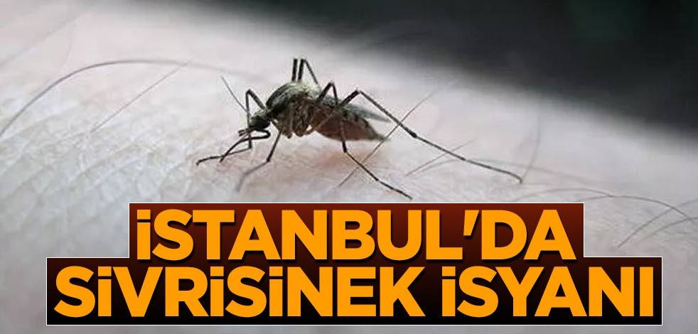 İstanbul'da sivrisinek isyanı