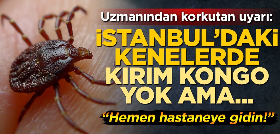 İstanbul'daki keneler için uzmanından korkutan uyarı: Kırım Kongo Kanamalı Ateşi (KKKA) yok ama Lyme hastalığı görülebilir