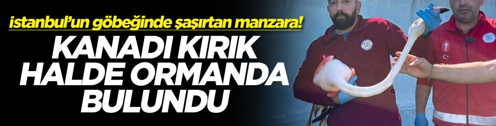İstanbul’un göbeğinde şaşırtan manzara! Kanadı kırık halde ormanda bulundu