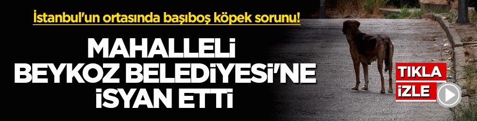 İstanbul'un ortasında başıboş köpek sorunu! Mahalleli Beykoz Belediyesi'ne isyan etti