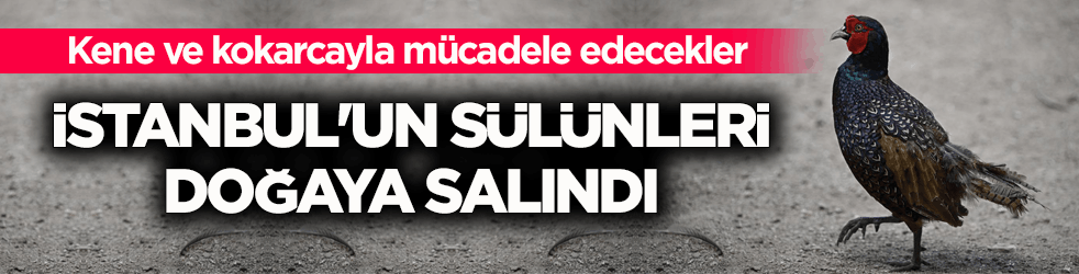 İstanbul'un sülünleri doğaya salındı! Kene ve kokarcayla mücadele edecekler 