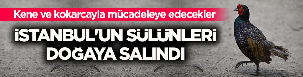 İstanbul'un sülünleri doğaya salındı! Kene ve kokarcayla mücadeleye edecekler 