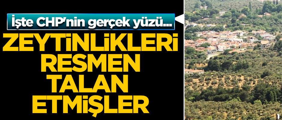 İşte CHP'nin gerçek yüzü... Zeytinlikleri resmen talan etmişler