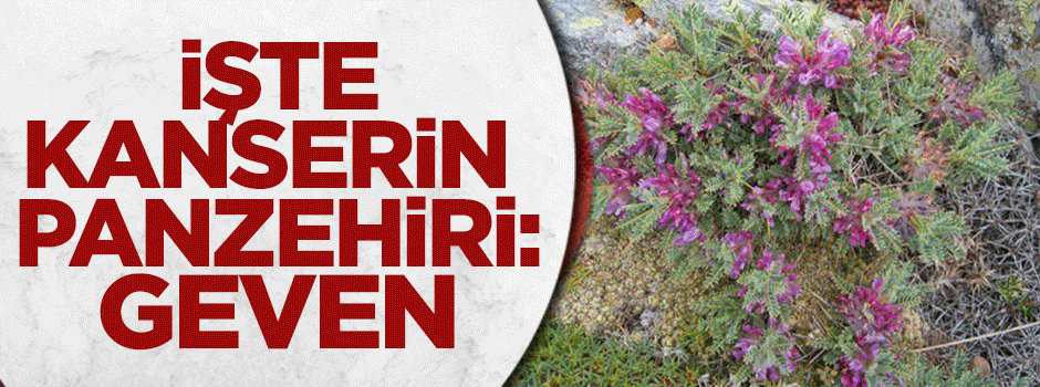 İşte kansere çözüm: Geven