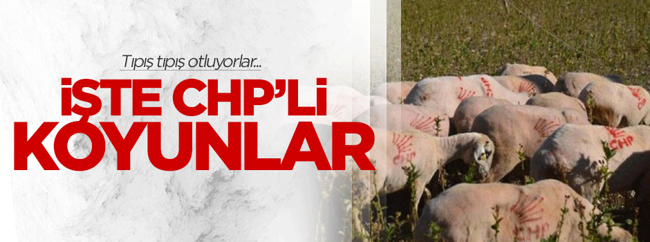 İşte tıpış tıpış otlayan CHP'li koyunlar