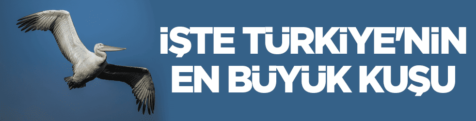 İşte Türkiye'nin en büyük kuşları: Tepeli ve ak pelikanlar