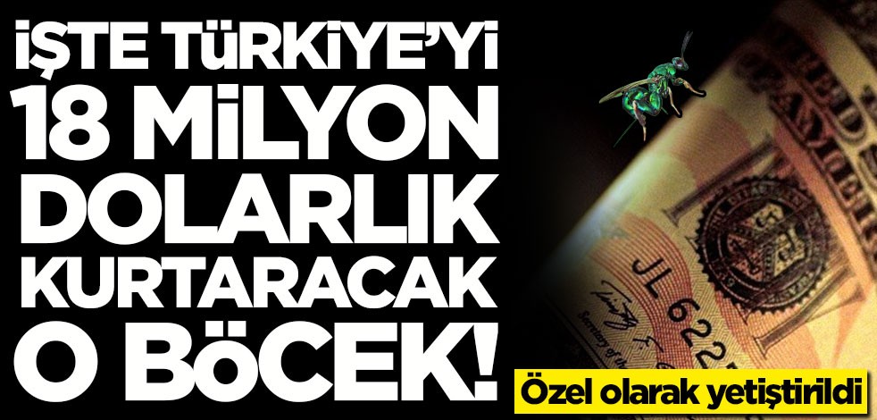 İşte Türkiye'yi 18 milyon dolarlık zarardan kurtaracak "Torymus" böceği! Özel olarak yetiştirildi