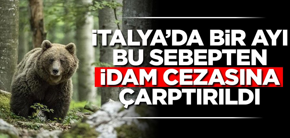 İtalya'da bir ayı idam cezasına çarptırıldı!
