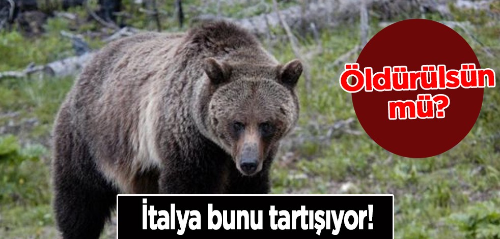 İtalya'da yoğun sorulan soru: Öldürülsün mü? Koşucuyu öldüren ayı yakalandı! Herkes merak ediyor