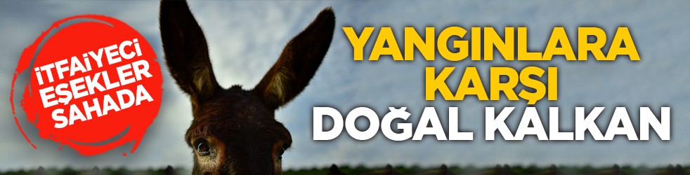 İtfaiyeci eşekler sahada: Yangınlara karşı doğal kalkan