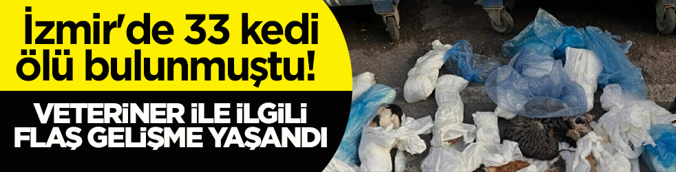 İzmir'de 33 kedi ölü bulunmuştu! Veteriner ile ilgili flaş gelişme yaşandı