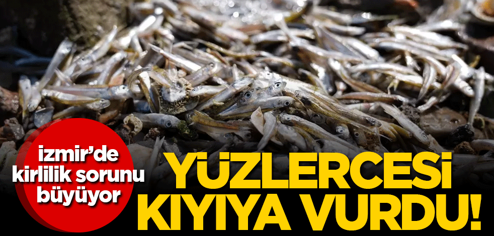 İzmir'de kirlilik sorunu büyüyor: Yüzlerce ölü balık kıyıya vurdu