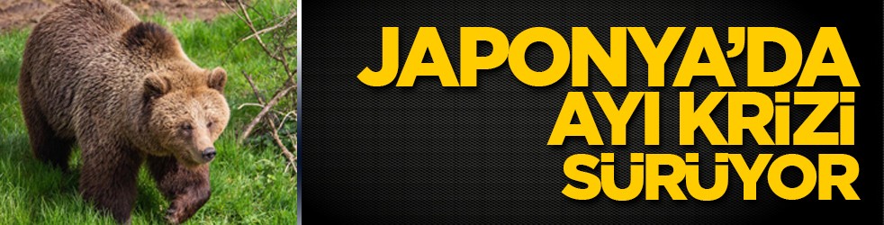 Japonya, artan ayı saldırılarına karşı ek bütçe teklifi sunacak