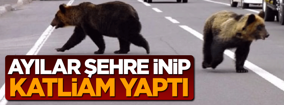 Japonya'da ayılar şehre inip katliam yaptı