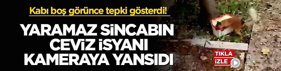 Kabı boş görünce tepki gösterdi! Yaramaz sincabın ceviz isyanı kameraya yansıdı