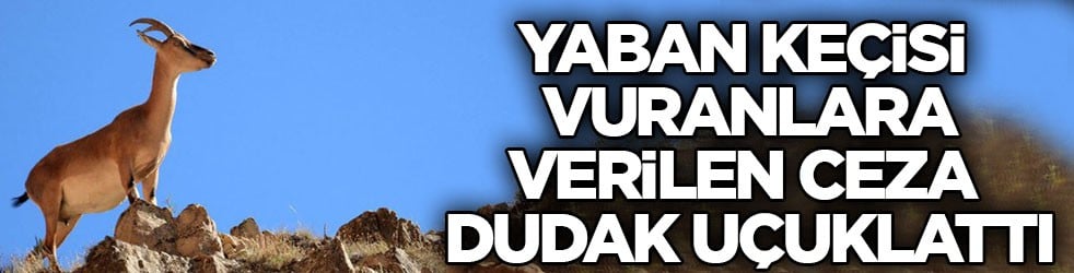 Kaçak av pahalıya patladı! Yaban keçisi vuranlara verilen ceza dudak uçuklattı
