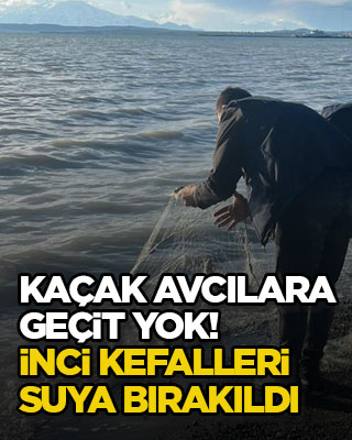 Kaçak avcılara geçit yok! İnci kefalleri suya bırakıldı
