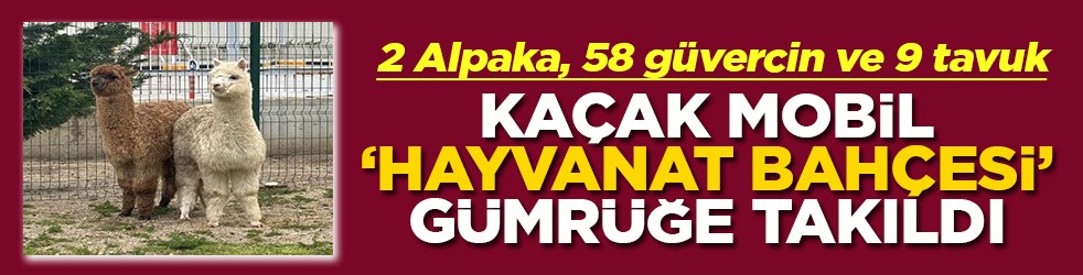 Kaçak mobil hayvanat bahçesi gümrüğe takıldı