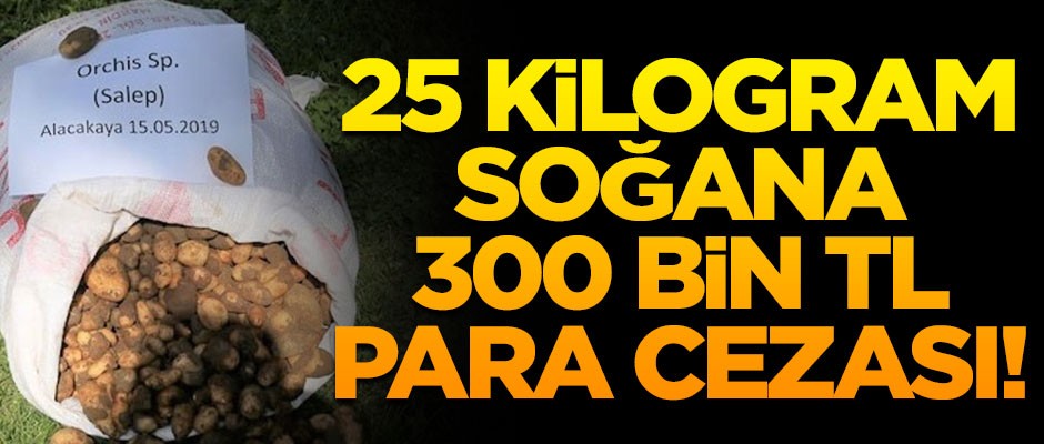 Kaçak olarak toplanan 25 kilo soğana, 300 bin TL ceza kesildi