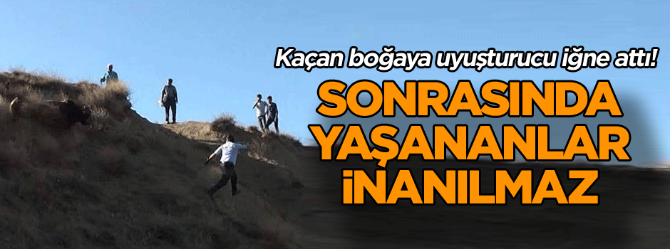 Kaçan boğaya uyuşturucu iğne attı! Sonrasında yaşananlar inanılmaz
