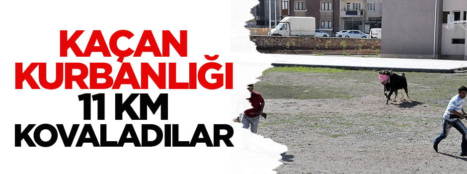 Kaçan kurbanlığı 11 kilometre kovaladılar