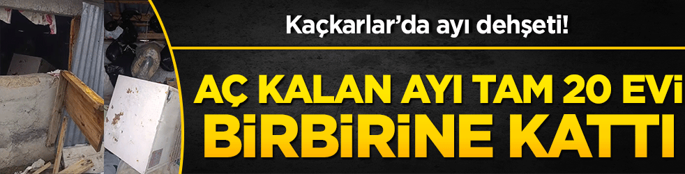 Kaçkarlar’da ayı dehşeti! Koçdüzü Yaylası’nda aç kalan ayı tam 20 evi birbirine kattı!
