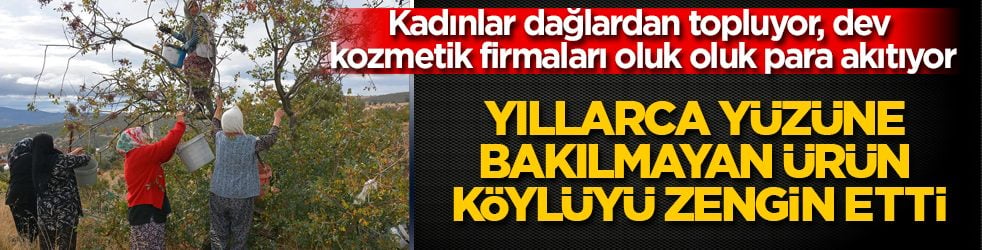 Kadınlar dağlardan topluyor, dev kozmetik firmaları oluk oluk para akıtıyor! Yıllarca yüzüne bakılmayan ürün köylüyü zengin etti