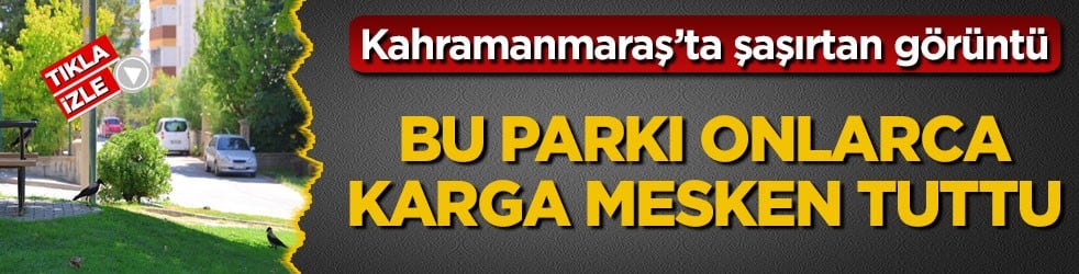 Kahramanmaraş’ta şaşırtan görüntü! Bu parkı onlarca karga mesken tuttu