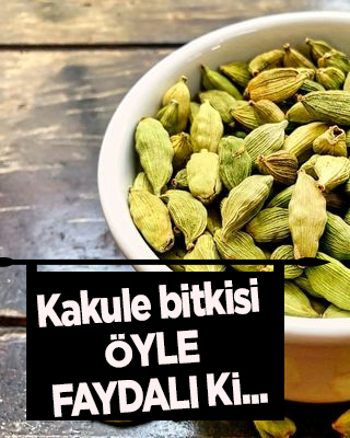 Kakule nedir? Kakulenin faydaları ve kullanım alanları neler, nerelerde kullanılır? İşte hakkında kısa bilgiler