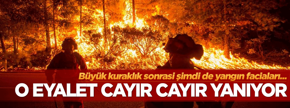 Kaliforniya ormanları cayır cayır