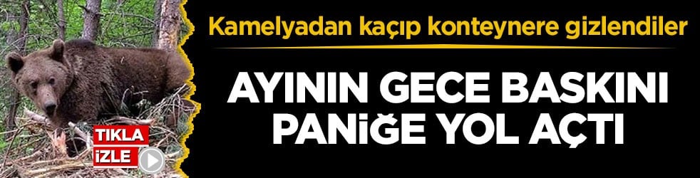 Kamelyadan kaçıp konteynere gizlendiler! Ayının gece baskını paniğe yol açtı