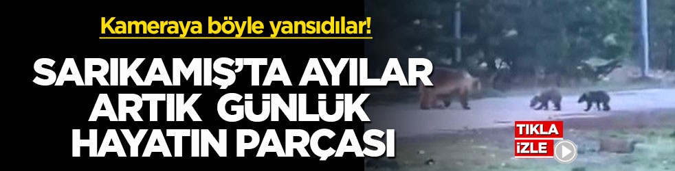 Kameraya böyle yansıdılar! Sarıkamış’ta ayılar artık günlük hayatın parçası
