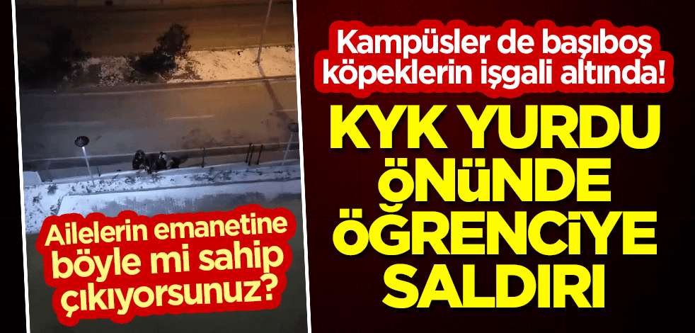 Kampüsler de başıboş köpeklerin işgali altında! KYK yurdu önünde öğrenciye saldırı