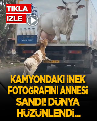 Kamyondaki inek fotoğrafını annesi sanan buzağı dünyayı duygulandırdı