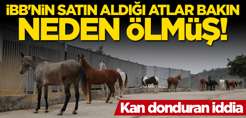 Kan donduran iddia! İBB'nin satın aldığı atlar bakın neden ölmüş