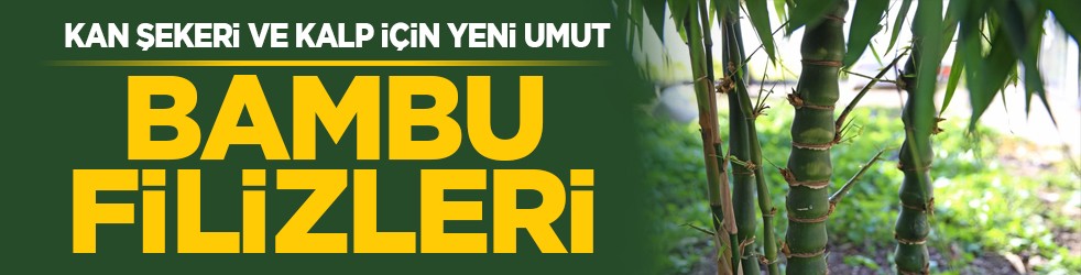 Kan şekeri ve kalp için yeni umut: Bambu filizleri