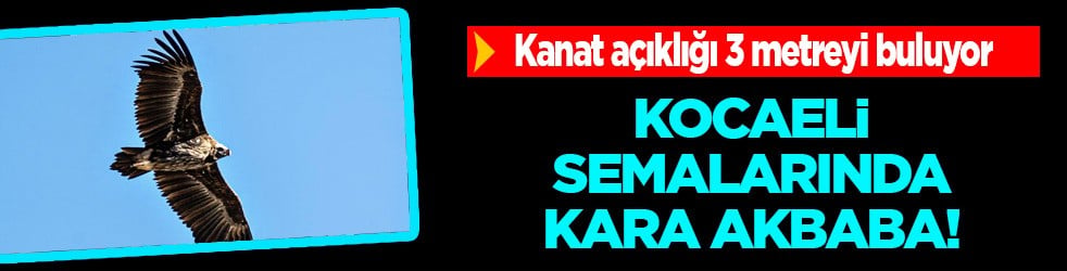 Kanat açıklığı 3 metreyi buluyor: Kara akbaba görüntülendi