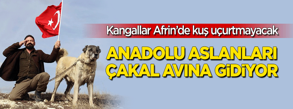 Kangallar Afrin'e terörist avlamaya gidiyor