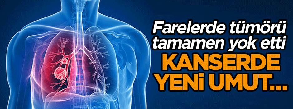 Kanserde yeni umut… Farelerde tümörü tamamen yok etti