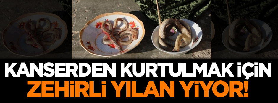 Kanserden kurtulmak için zehirli yılan yiyor!