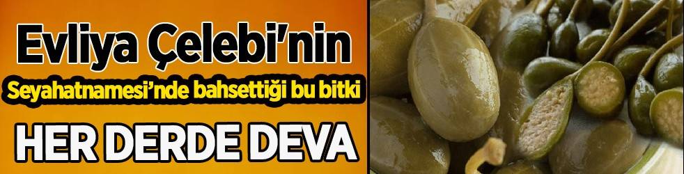 Kapari (Gebre otu): Evliya Çelebi'nin Seyahatnamesi’nde bahsettiği bu bitki her derde deva