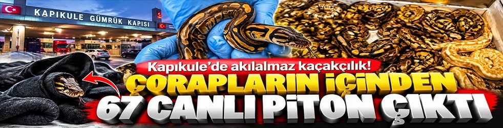 Kapıkule’de akılalmaz kaçakçılık! Çorapların içinden 67 canlı piton çıktı